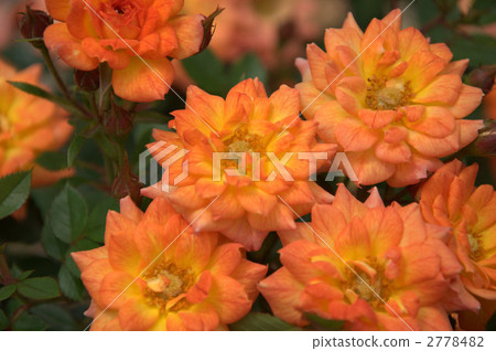 Rose (Colibri) 2778482