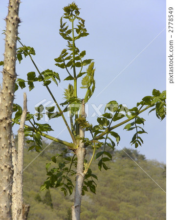 Cod Tree 2778549