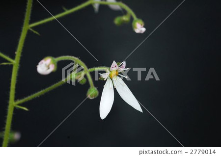 虎耳草 虎耳草 2779014