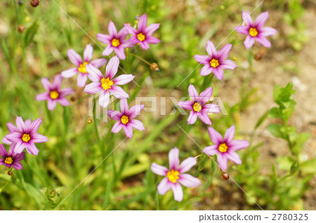 Niwazekishou Niwazekishou 2780325