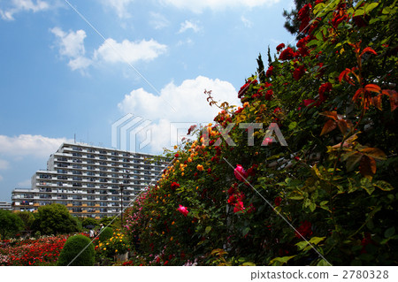 許多五顏六色的玫瑰和Yatsu玫瑰園藍天 2780328