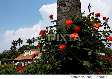 Dark Orange Rose Princess Michiko and the blue sky Dark Orange Rose Princess Michiko and the blue sky 2780350