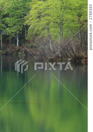 Opening of the root of Kamike 2780383