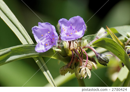Flowers and buds of Umusa yukisa Flowers and buds of Umusa yukisa 2780424