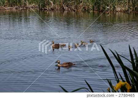 Cargamo的父母和孩子在池塘 2780465