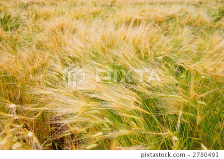 小麥秋風 2780491