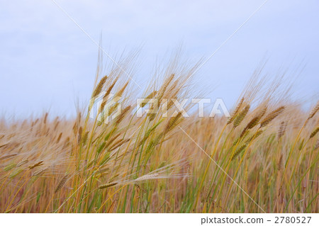 小麥秋風 2780527