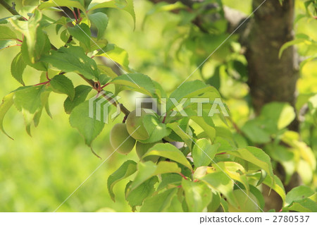 wakaume, ume, edible 2780537
