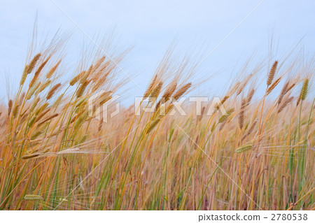 小麥秋風 小麥秋風 2780538