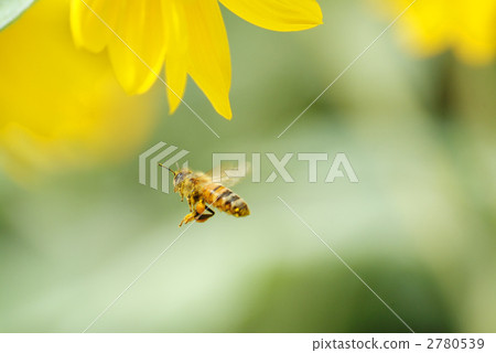 蜜蜂 蜜蜂 2780539