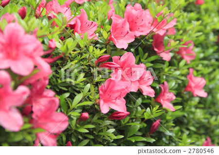 azalea, azaleas, bloom 2780546