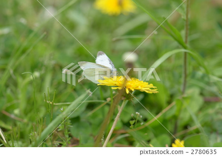 小菜粉蝶 蝴蝶 蟲子 2780635