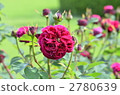 鮮花 玫瑰花 玫瑰 2780639