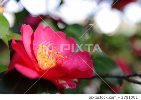 One-wheel presence Satellite flower 2781001