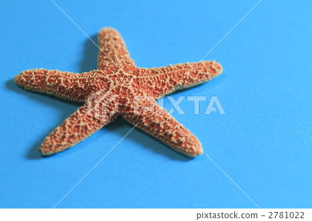 海星 小行星 窗飾 2781022