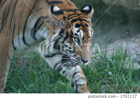 Bengal tiger 2781117