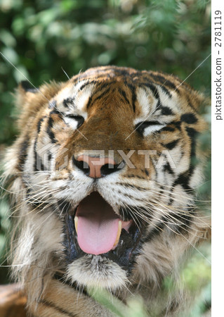 Bengal tiger 2781119