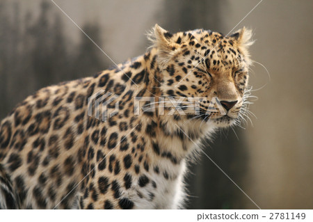 Leopard Leopard 2781149