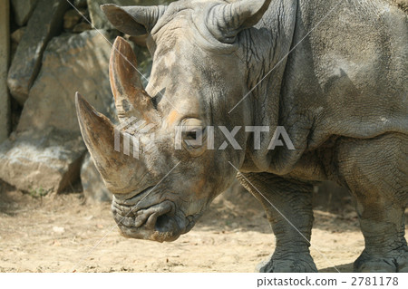 White rhino 2781178