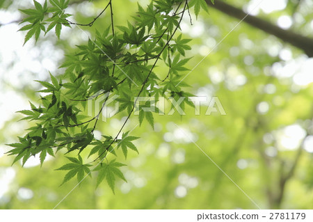 maple, foliage, leaf 2781179