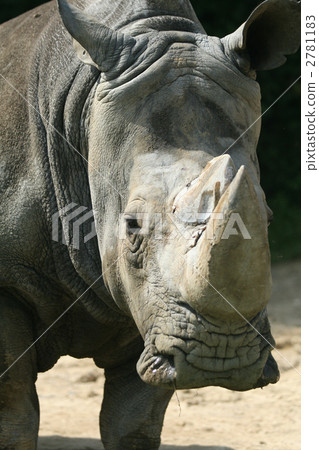 White rhino 2781183