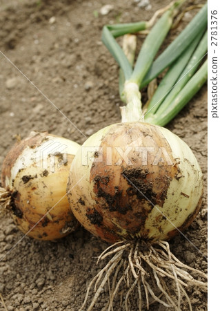 bulb onion, onion, spring onion 2781376