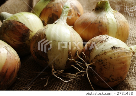 小洋蔥 新鮮洋蔥 洋蔥 2781458