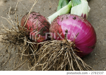 紫洋蔥 蔬菜 洋蔥 2781537