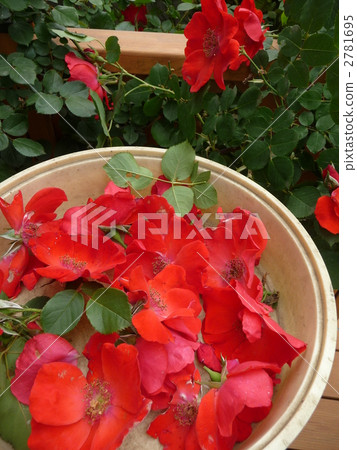 園藝花舔 園藝花舔 2781695
