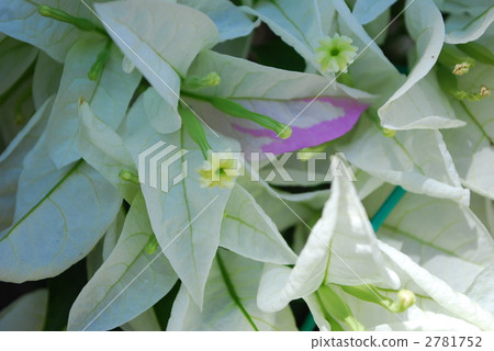 Bougainvilla 2781752