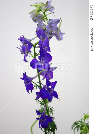 Affiliation Affiliation 2782175