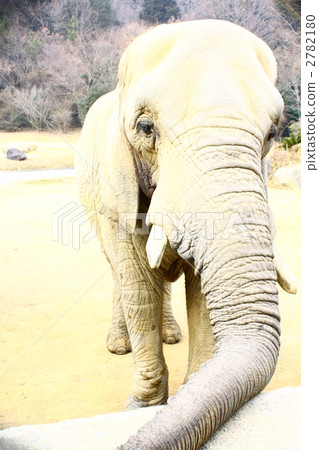 Elephant 2782180
