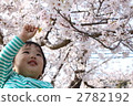 Cherry-blossom viewing  2782192
