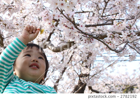 Cherry-blossom viewing Cherry-blossom viewing 2782192