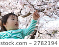Cherry-blossom viewing  2782194