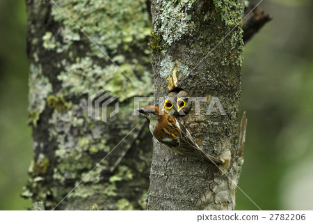 Parent and child 2782206