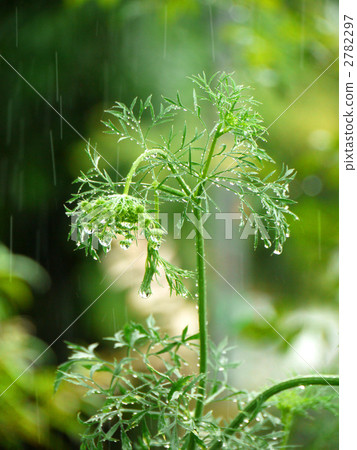 在雨中 在雨中 2782297