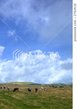 Cow of summer Mikigahara Plateau Cow of summer Mikigahara Plateau 2782616