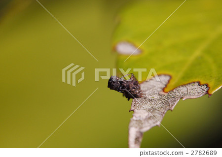 treehopper, tobiirotsunozemi, bug 2782689