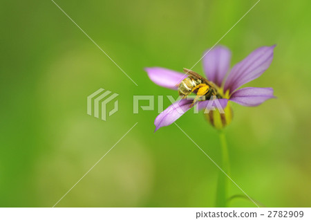 蜜蜂和蜜蜂 蜜蜂和蜜蜂 2782909