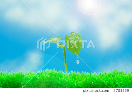 Okra's sprout 2783269