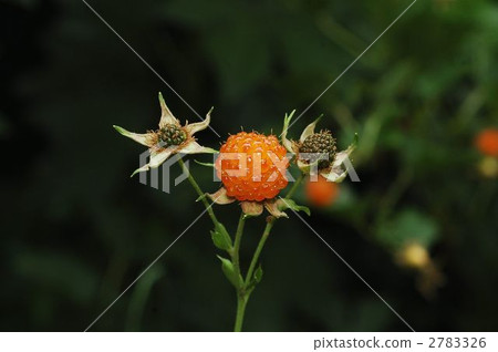 黑莓（水果） 2783326