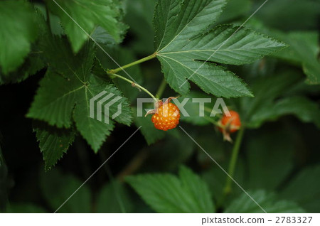 黑莓(水果) 黑莓(水果) 2783327