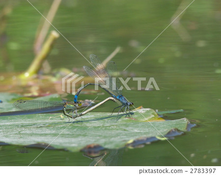 蜻蜓的心臟 蜻蜓的心臟 2783397