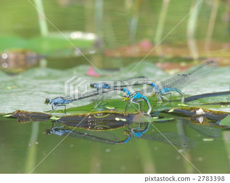 Ao montitonbo 2783398