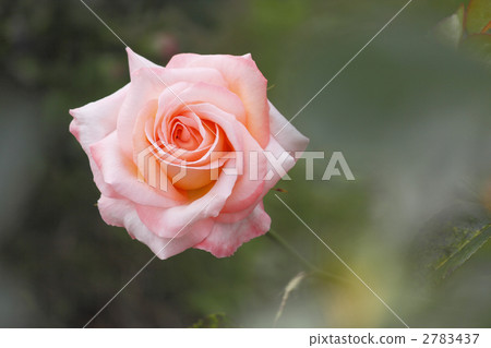 Roses Flosin 82 2783437