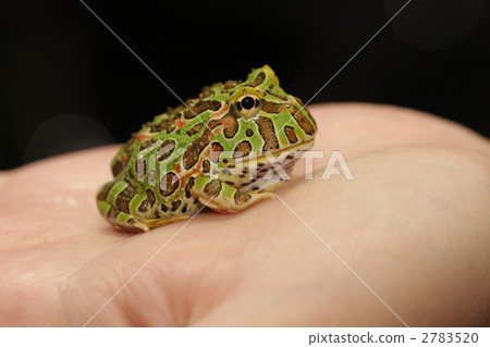 弩蛙 2783520