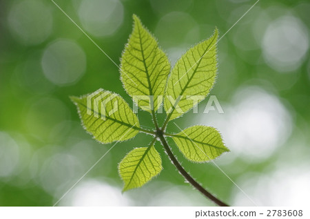 Leaves of cosi bra Leaves of cosi bra 2783608