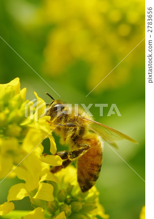 Rape blossoms and bees Rape blossoms and bees 2783656
