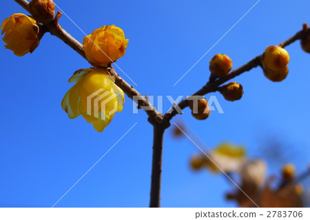 Wax plum 2783706
